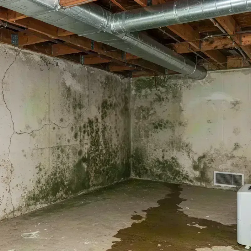 Professional Mold Removal in Deltona, FL